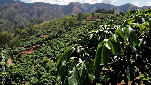 A detailed rural mountain agriculture scene displaying ripe red coffee cherries clustered on vibrant branches of a coffee plant in the lush Andean landscapes of a Colombian farming village