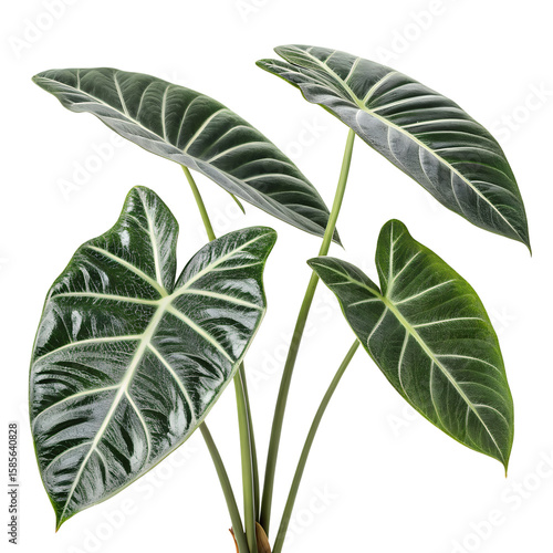 
Alocasia leaves isolated on transparent background