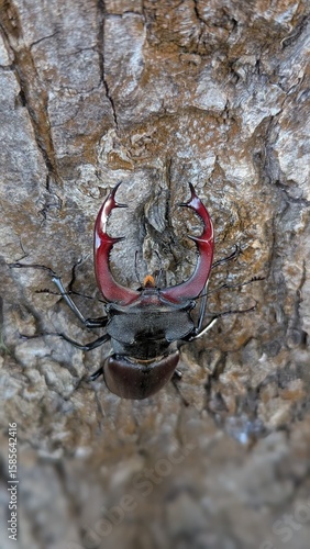 
a beetle on a tree