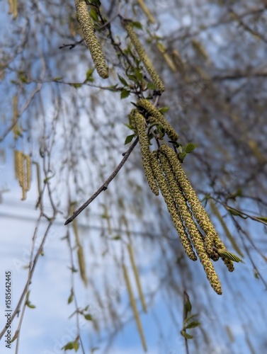 birch catkins in spring