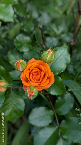 orange rose in garden