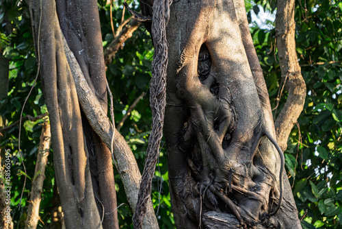 Tree Roots and Parasitic Vines Entwined