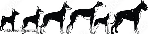 Dog breed size comparison illustration, silhouette of dogs in row, growing size, pet breeds chart, black and white graphic vector