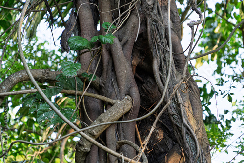 Tree Roots and Parasitic Vines Entwined