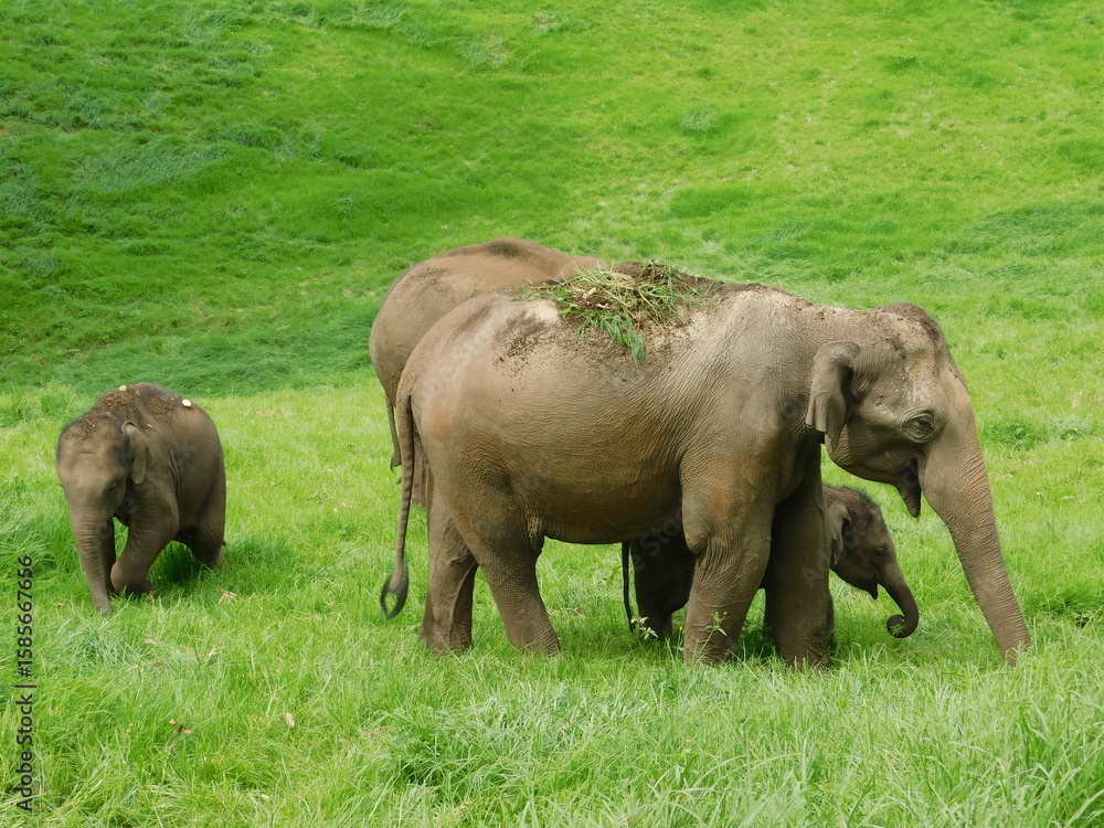 Fototapeta premium elephants in the wild searching for food
