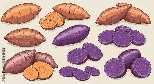 Detailed Illustration Showcasing Various Sweet Potato Varieties in Artistic Rendering