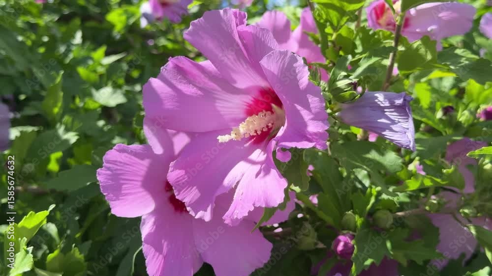 Hibiscus pink flowers in the garden. Hibiscus pink flowers in the garden.