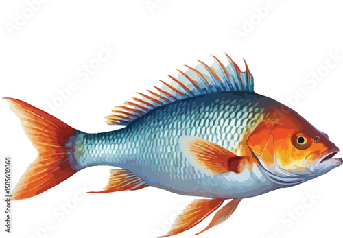 Siamese fighting fish