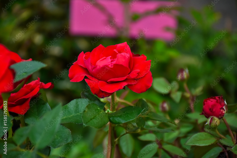 Fototapeta premium Old english roses, retro style. Toned with color filter and soft noise to get old camera effect. Soft focus and blurred. 