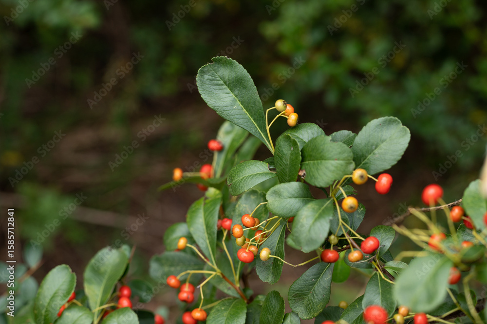 Fototapeta premium The plant of the Chinese medicinal herb, Fire Thorn Fruit