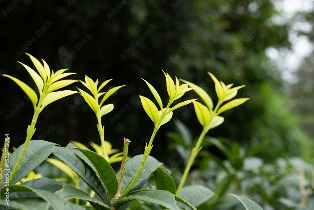 Obraz premium A tea plant sprouting new buds