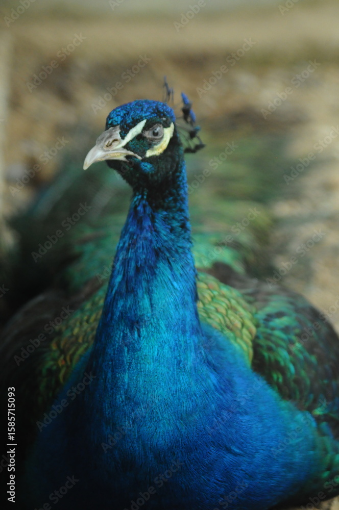 Obraz premium Species birds of the family Pavo cristatus. Majestic Peacock Detailed View Head and Neck displaying vibrant blue colors emerald details plumage showcasing iridescent feathers in full bloom