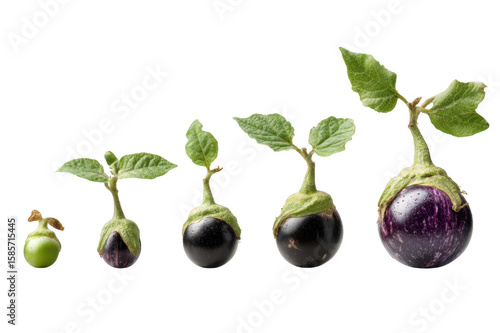 Pumpkin Plant Growing Together