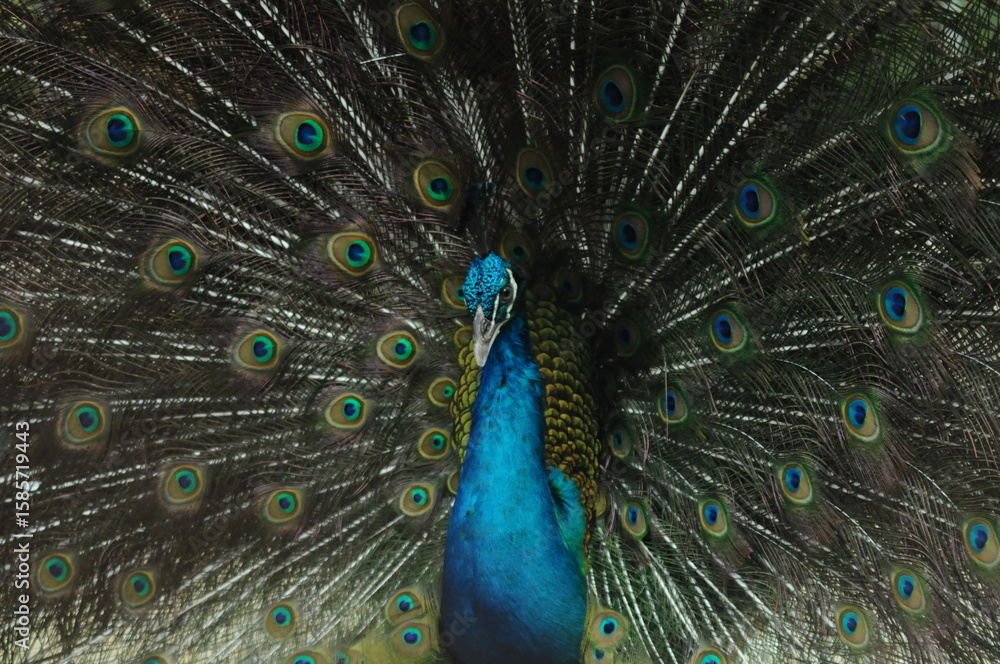Fototapeta premium Species birds of the family Pavo cristatus. Majestic Peacock Detailed View Head and Neck displaying vibrant blue colors emerald details plumage showcasing iridescent feathers in full bloom