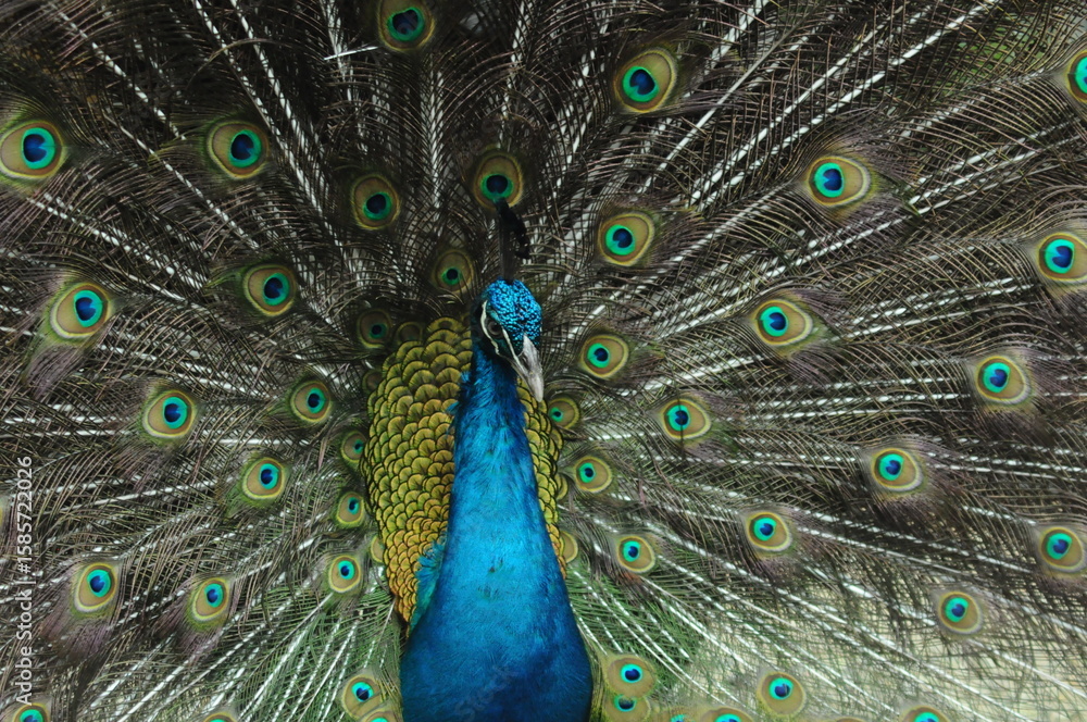 Obraz premium Species birds of the family Pavo cristatus. Majestic Peacock Detailed View Head and Neck displaying vibrant blue colors emerald details plumage showcasing iridescent feathers in full bloom