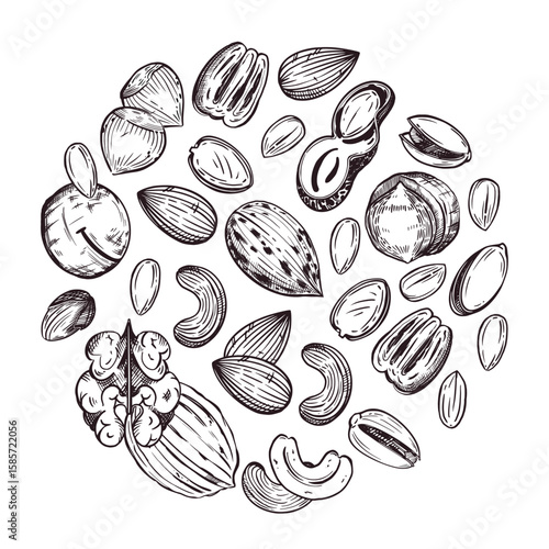 Round composition of macadamia nuts, pecans, walnuts, cashews, almonds, peanuts, hazelnuts. All objects are hand-drawn in vector. For printing on food packaging, paper, fabric. 