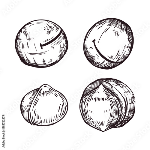 A set of vector illustrations. Macadamia nut, whole nut, shelled nut, inshell nut. Vector illustration hand-drawn with ink. For printing on food packaging, cosmetics, tableware. Vector illustration
