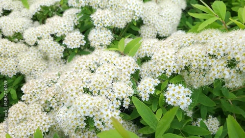 Close-up spiraea flowers at spring. Selective focus with shallow depth of field.
