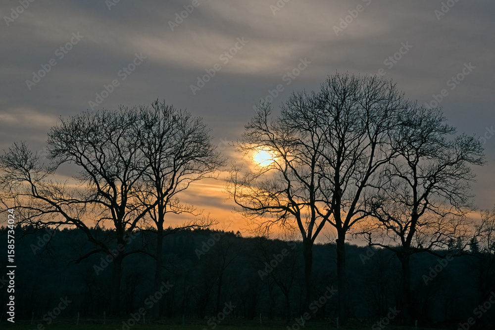 Fototapeta premium Bare trees against a colorful sunset sky in the east Belgian countryside.