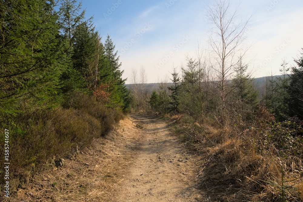 Fototapeta premium Dirt road n the woods on a sunny day with blue sky near Eupen, Belgium 