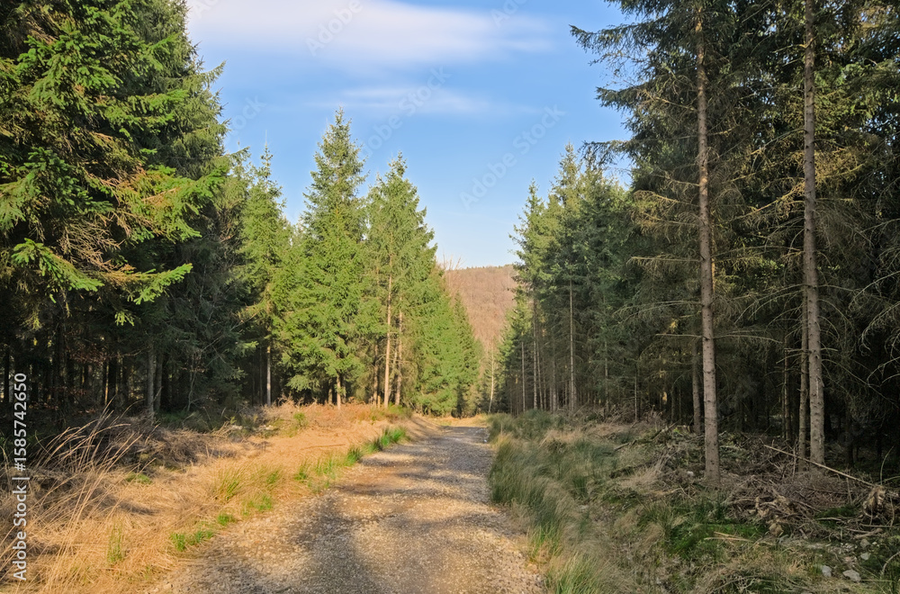 Fototapeta premium Dirt road in the woods on a sunny day with blue sky near Eupen, Belgium 