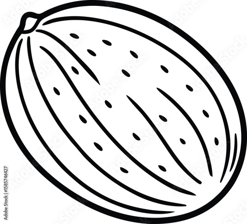 Whole nutmeg line art vector illustration