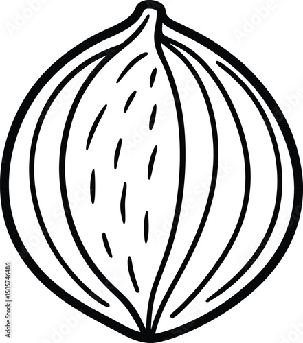Whole nutmeg line art vector illustration