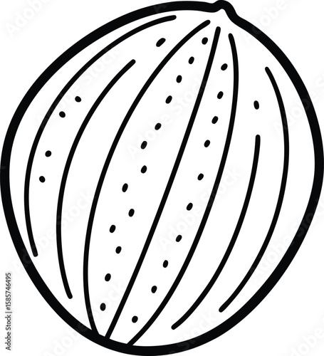 Whole nutmeg spice line art vector illustration