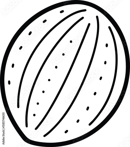 Whole nutmeg line art vector illustration simple design