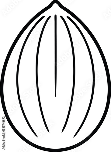 Whole nutmeg line art vector illustration