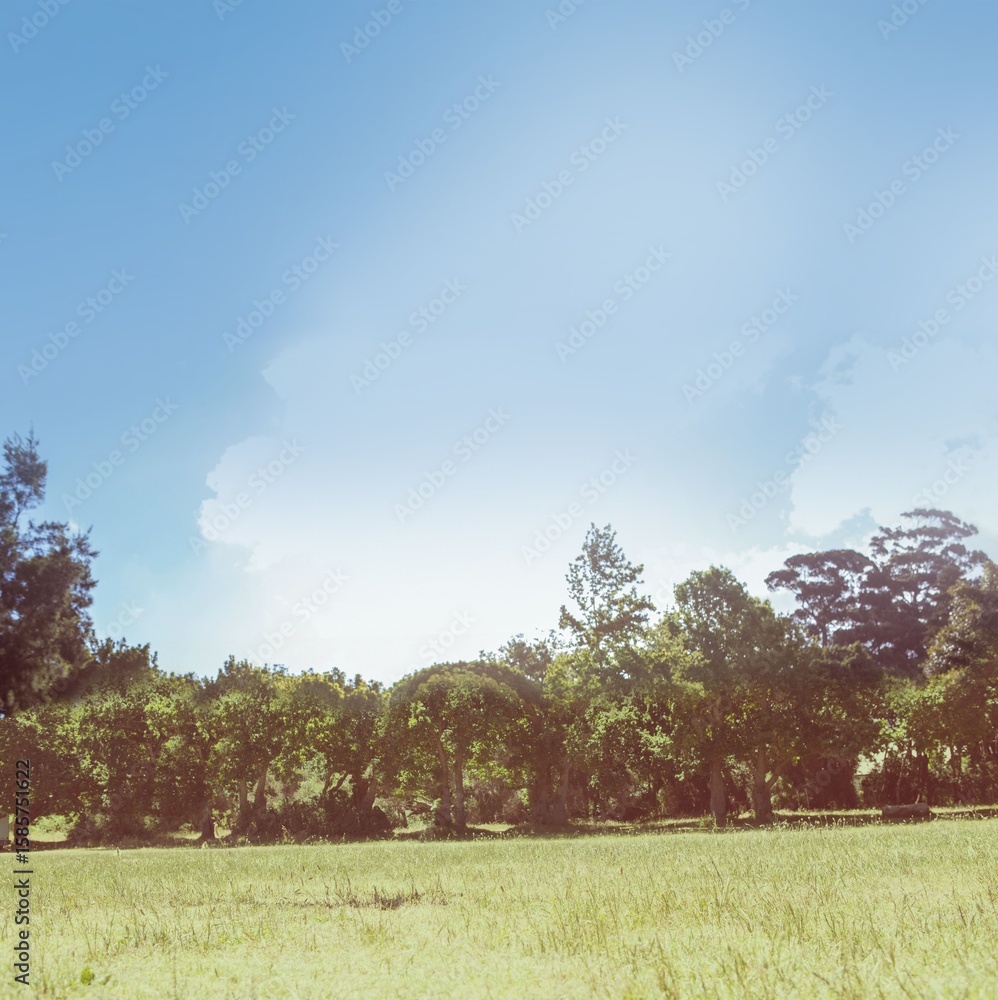 Obraz premium Continuous row of shrubs and trees is forming hedge in flat design illustration under clear sky