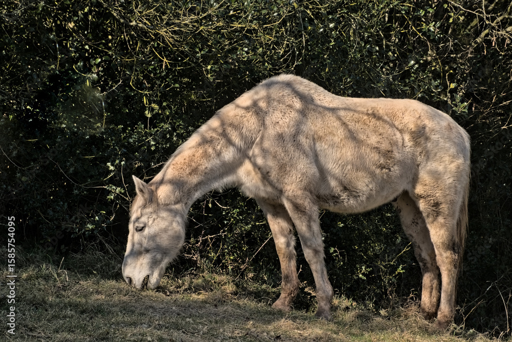 Fototapeta premium Grazing white horse on a sunny day on a dark background in the Belgian countryside 