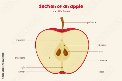 Scientific diagram of apple section with labeled parts. Educational biology vector showing endocarp, mesocarp, seeds, and more. Classroom learning poster.