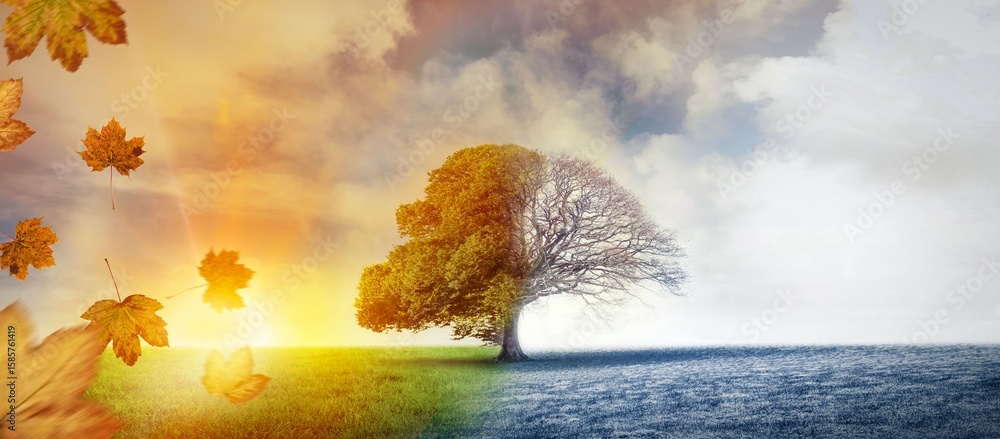 Obraz premium Solitary deciduous tree is standing in split meadow with drifting maple leaves and frosty grass