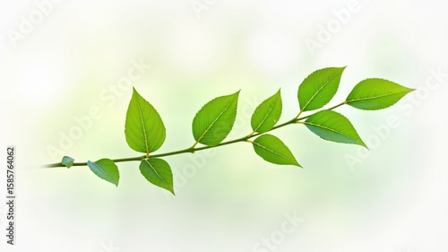 Green leaves on stem isolated on transparent background; fresh and natural botanical image for eco style design