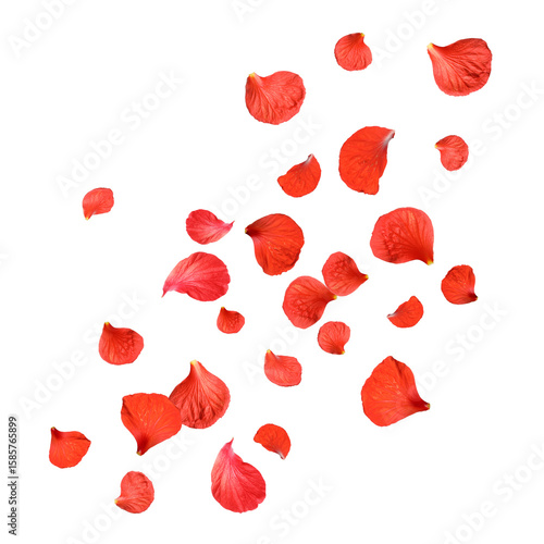 Red hibiscus petals falling on white background