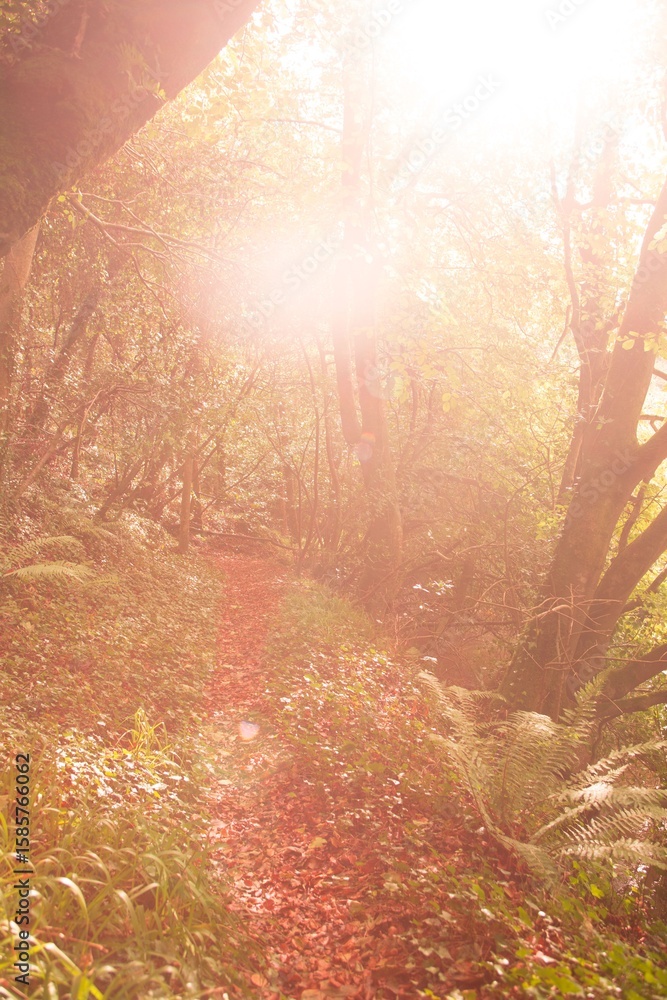 Fototapeta premium Tranquil autumn scene in forest