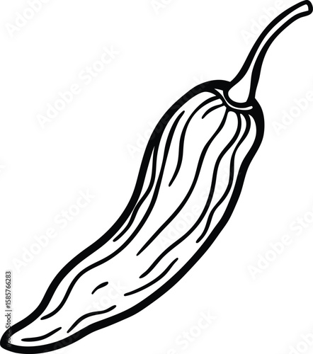 Dried chili pepper line art vector illustration