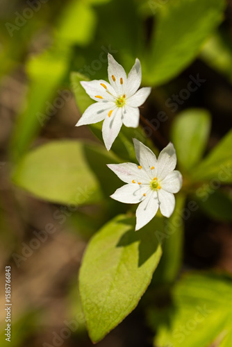 White Arctic starflowers (Chickweed Wintergreen, Trientalis europaea), a typical Nordic wildflower with star-shaped petals. Growing in the mossy floor of a Swedish spring green forest in Dalarna. 