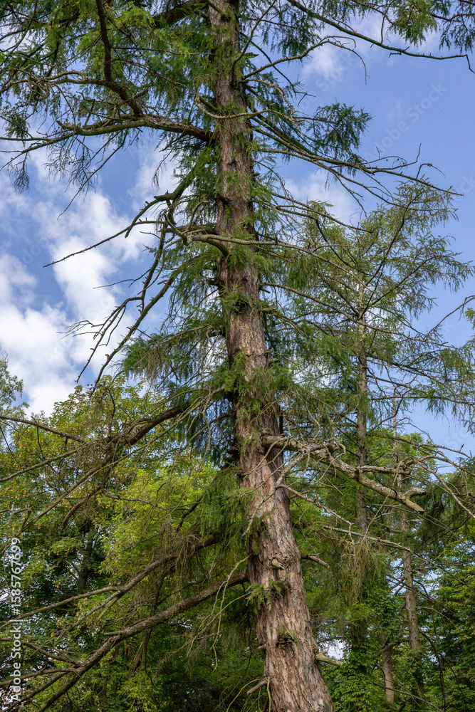 Fototapeta premium Old pine tree in the forest