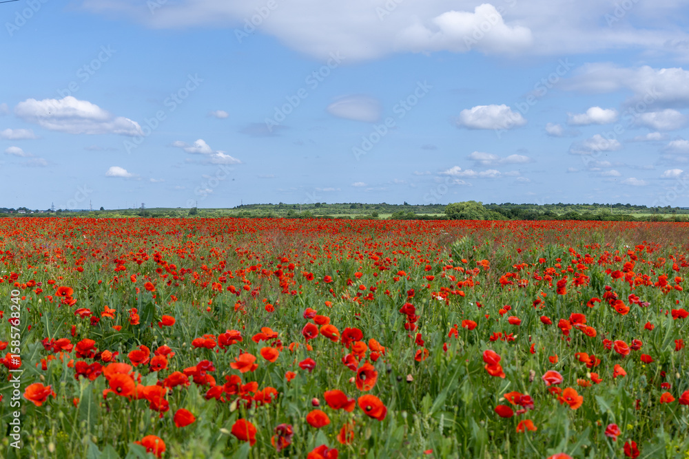 Poppy flowers in the summer field Poppy flowers in the summer field
