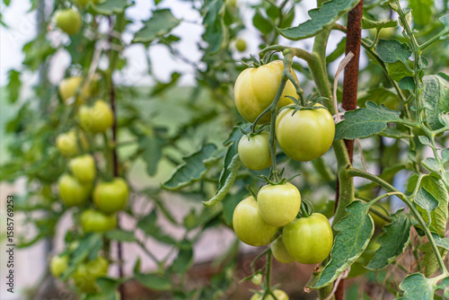 natural tomatoes on the plantation for healthy diet. vegetarian diet for health care. delicious green tomatoes ripen on the farm. organic vegetables are hand-grown in greenhouse.  tomatoes on a branch