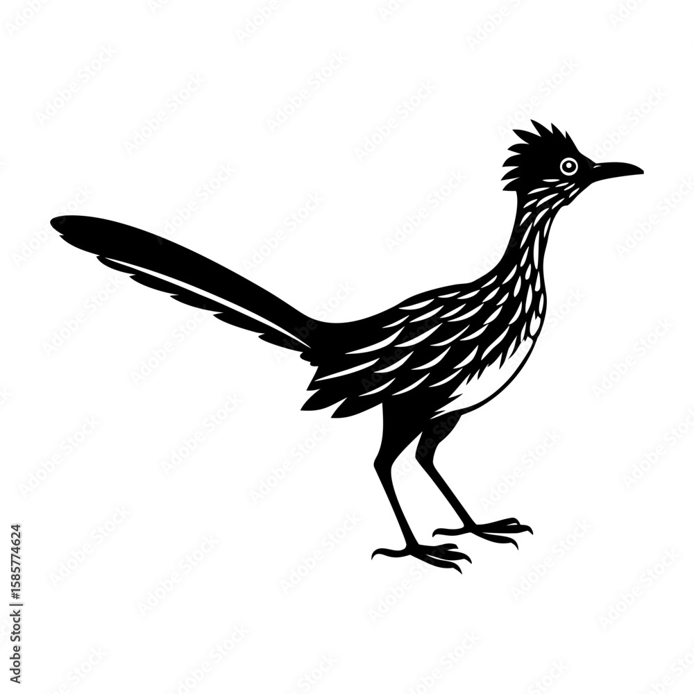 Fototapeta premium Silhouette image of a roadrunner bird standing with its tail extended