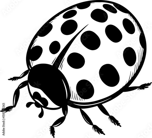 Black and white ladybug illustration detailed insect drawing with dots, line art beetle, isolated  animal image