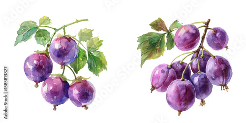 cute gooseberry watercolor vector illustration