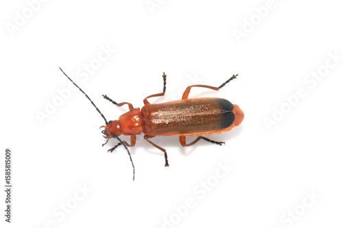 Common red soldier beetle Rhagonyncha fulva isolated on white background