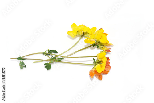 common bird's-foot trefoil yellow flower Lotus corniculatus isolated on white background