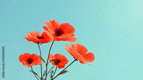 Red poppies clear blue sky
