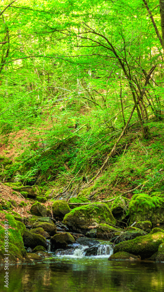 Fototapeta premium Small stream, waterfall and undergrowth of the Tarn in the Commune of Lamontélarié in the south of France 