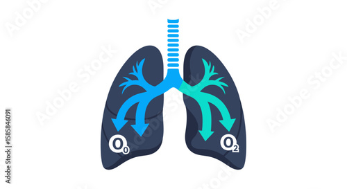 Lungs Illustration with Oxygen Flow, Blue and Teal Arrows, Medical Diagram